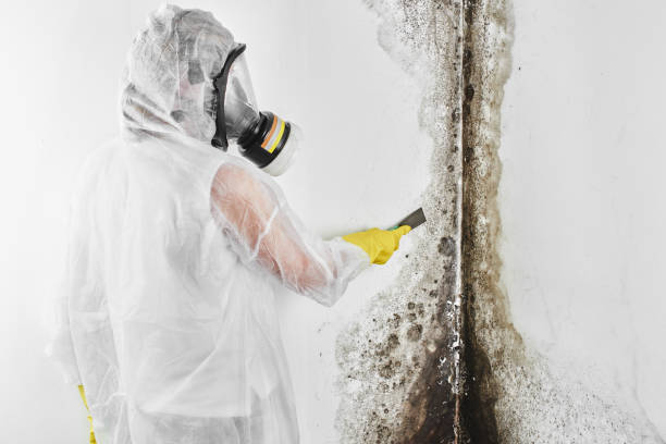 Certified Mold Removal in Shorewood Hills, WI