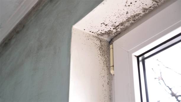 Best Attic Mold Removal  in Shorewood Hills, WI