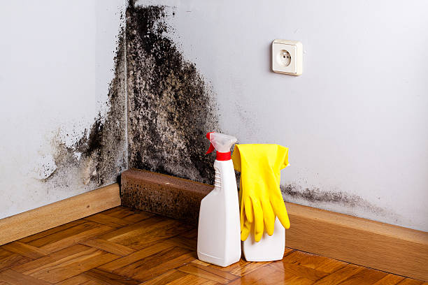 Best Residential Mold Removal  in Shorewood Hills, WI